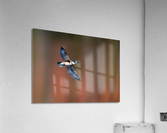 DSC01717 Edit Acrylic Print