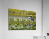 DSC04309 Edit Acrylic Print