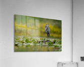 DSC03965 Edit Acrylic Print