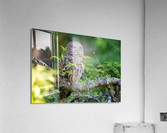 DSC09176 Edit 2 Acrylic Print
