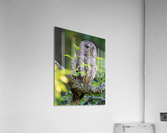 DSC09176 Edit 3 Acrylic Print