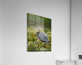 DSC03760 Edit 4 Acrylic Print