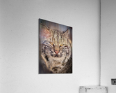 DSC09703 Edit Acrylic Print