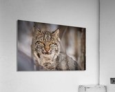 DSC09703 Edit Acrylic Print
