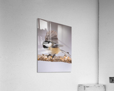 DSC00005 Edit Acrylic Print