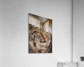 DSC09789  Acrylic Print
