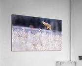 DSC01942 Edit Acrylic Print