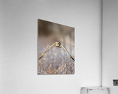 DSC07498  Acrylic Print