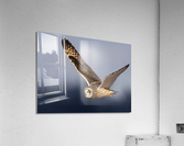 DSC03280  Acrylic Print