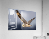 DSC03280 Acrylic Print