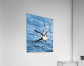 DSC05086  Acrylic Print