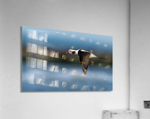 DSC03876  Acrylic Print