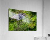 DSC07780 Edit Acrylic Print