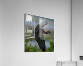 DSC07216 Edit 2 Acrylic Print