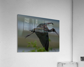 DSC07215 Edit Acrylic Print