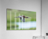 DSC09405 Edit Acrylic Print