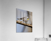 DSC08945 Edit 5 Acrylic Print
