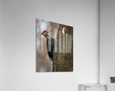 DSC04406 Edit Acrylic Print