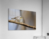 DSC08945 Edit Acrylic Print