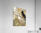 DSC05071 Edit Acrylic Print