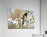 DSC05321 Edit 2 Acrylic Print