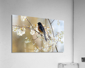 DSC04997 Edit Acrylic Print
