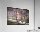 DSC01923 Edit Acrylic Print