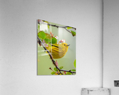 DSC09836 Edit 3 Acrylic Print