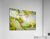 DSC09840 Edit 2 Acrylic Print