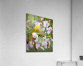 DSC00108 Edit 4 Acrylic Print