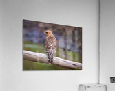 DSC01914 Edit Acrylic Print
