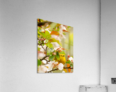 DSC00057 Edit 2 Acrylic Print