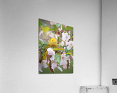 DSC00104 Edit 4 Acrylic Print