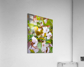 DSC00088 Edit 4 Acrylic Print