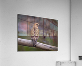 DSC01972 Edit 2 Acrylic Print