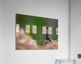 DSC02911 Edit Acrylic Print