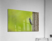 DSC00103 Edit Acrylic Print