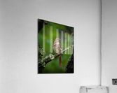 DSC01322 Edit 3 Acrylic Print