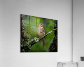 DSC0 Acrylic Print