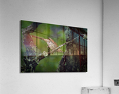 DSC01498 Edit Acrylic Print