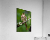 DSC01299 Edit 6 Acrylic Print