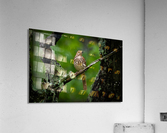 DSC01309 Edit 2 Acrylic Print