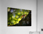 DSC08509 Edit 2 Acrylic Print
