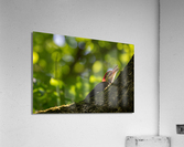 DSC08493 Edit 2 Acrylic Print