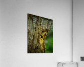 DSC00172 Edit 3 Acrylic Print