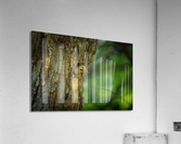 DSC00172 Edit 2 Acrylic Print