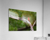 DSC05936 Edit 2 Acrylic Print