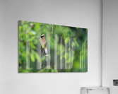 DSC08745 Edit Acrylic Print