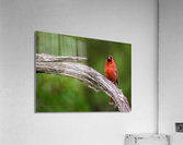 DSC06029 Edit 2 Acrylic Print