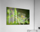 DSC06905 Edit Acrylic Print